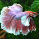 Betta Elephant Ear Halfmoon Male - L