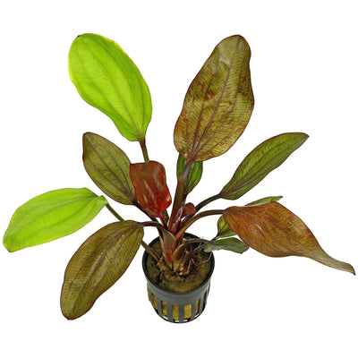 Echinodorus Okie Fancytwist
