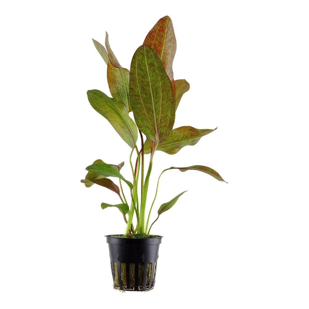 Echinodorus Ozelot