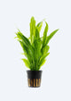 Echinodorus Paniculatus bleheri Xl
