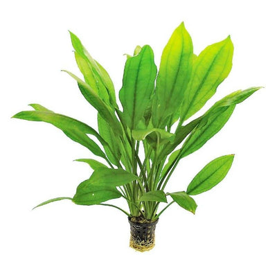 Echinodorus Puriensis Amazonicus
