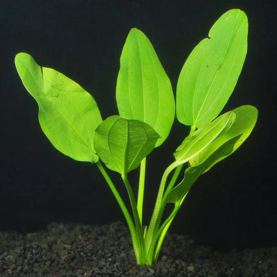 Echinodorus Radican Broadleaf
