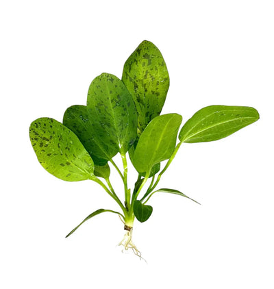 Echinodorus Species