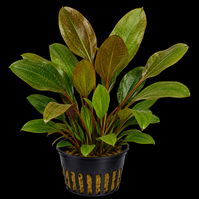 Echinodorus "Stardust"