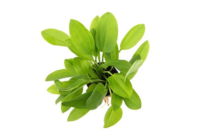 Echinodorus Cord Mini