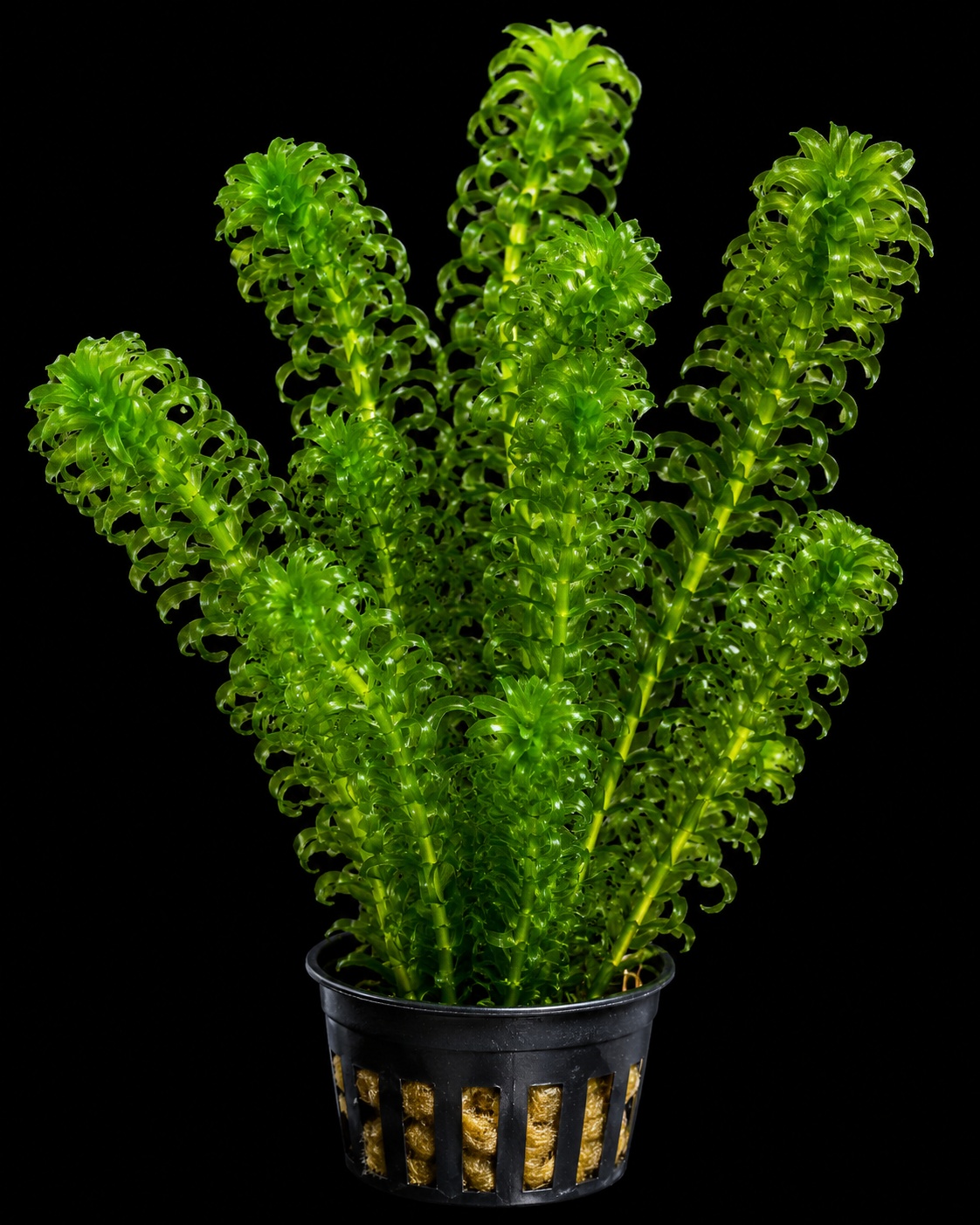 Egeria Crispa