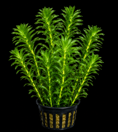 Egeria Densa Major