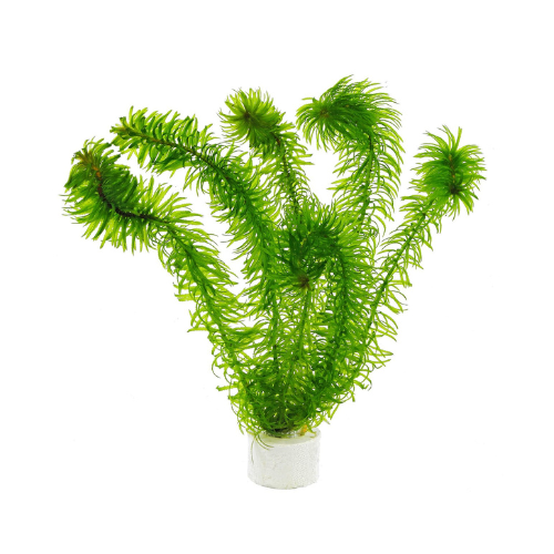 Egeria Najas