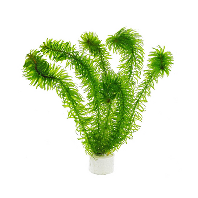 Egeria Najas