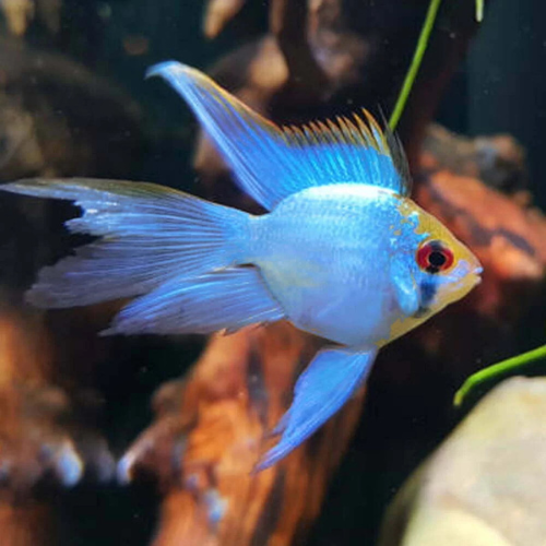 Electric Balloon Blue Ramirezi Longfin - 4cm