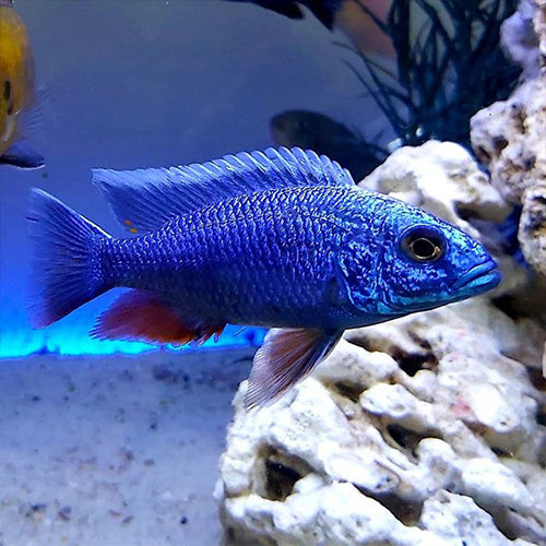 Electric Blue Cichlid - 4"