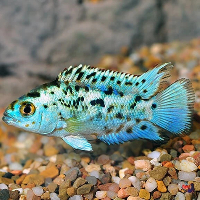 Electric Blue Jack Dempsey - 4cm