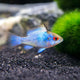 Electric Blue Ramirezi XL