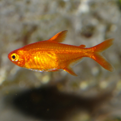 Ember Tetra - 2cm