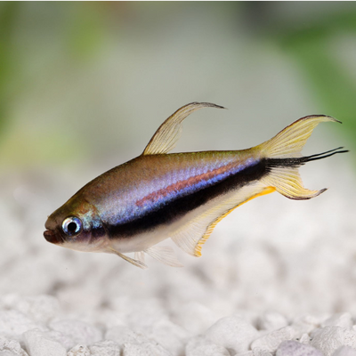Emperor Tetra - 2cm