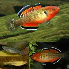 Empire Gudgeon 4CM