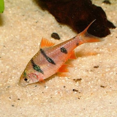 Endecanalis Barb - 4cm