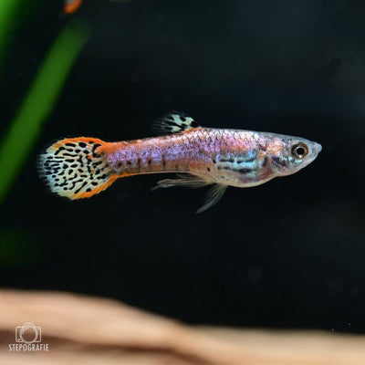 Endler Tiger Red - L