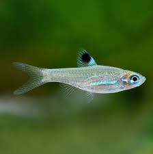 Eyespot Rasbora