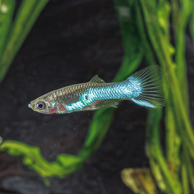 Endler Royal Blue - L