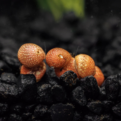 Fancy Pumpkin Snail