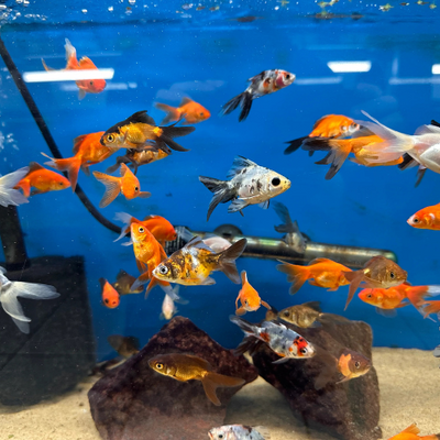 Fantail Goldfish (Assorted Colors) - 4cm