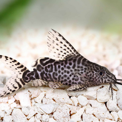 Feather Fin Synodontis - 3.5cm