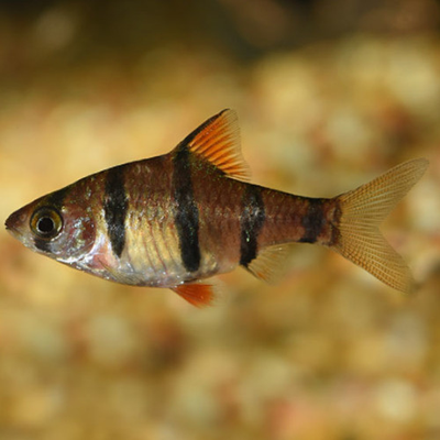 Five Banded Barb - 2.5cm