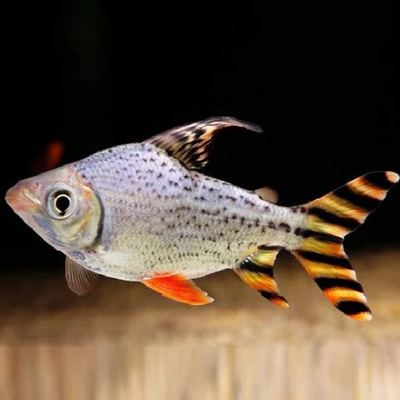 Flagtail Prochilodus - 3.5"