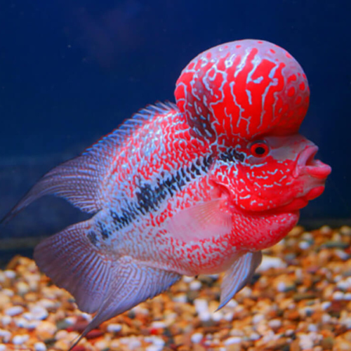 Flowerhorn Big Head - 4"