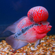 Flowerhorn Big Head - XL