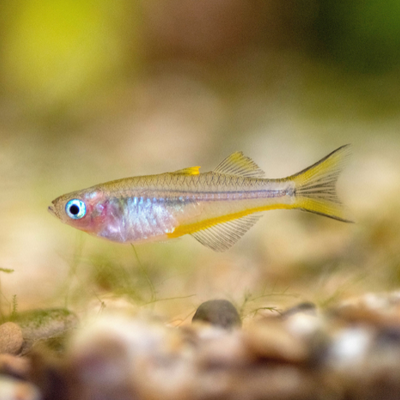 Forktail Rainbow - 2cm