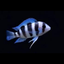 Frontosa Cichlid - 7.5cm
