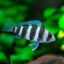 Frontosa Cichlid - 7.5cm