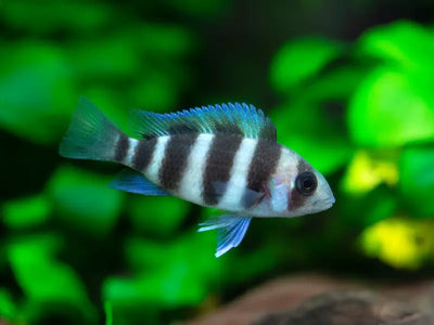 Frontosa Cichlid - 7.5cm