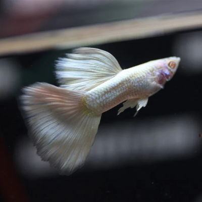 Full Platinum Guppy