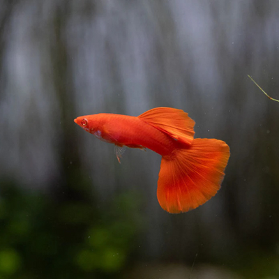 Full Red Albino Guppy - 3cm