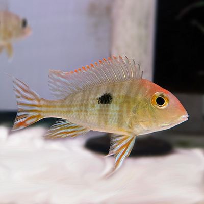 Geo Tapajos