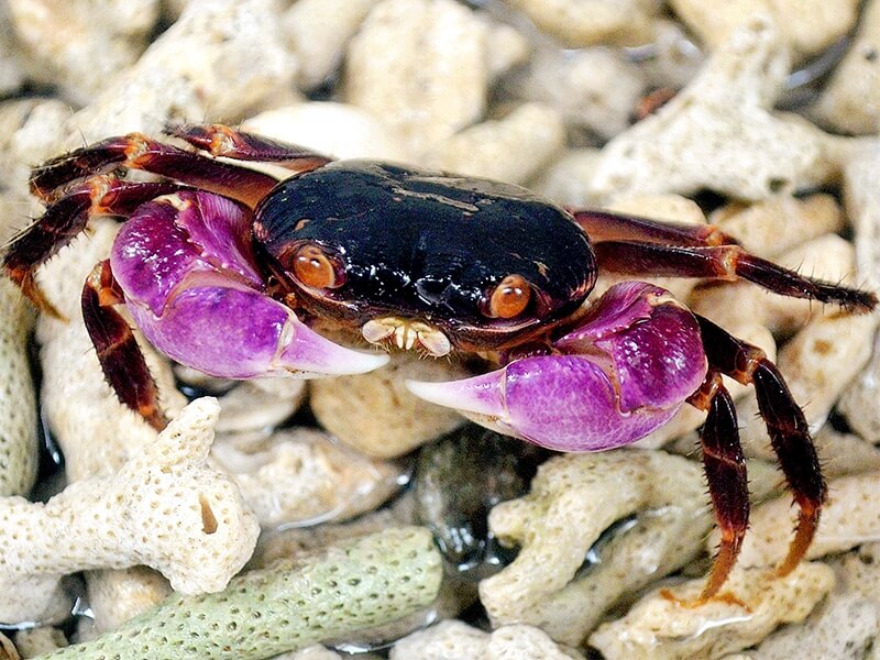 Little Nipper Crab (Geograpsus grayi)