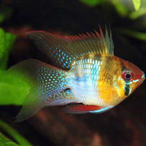 German Balloon Ramirezi Longfin - 4cm