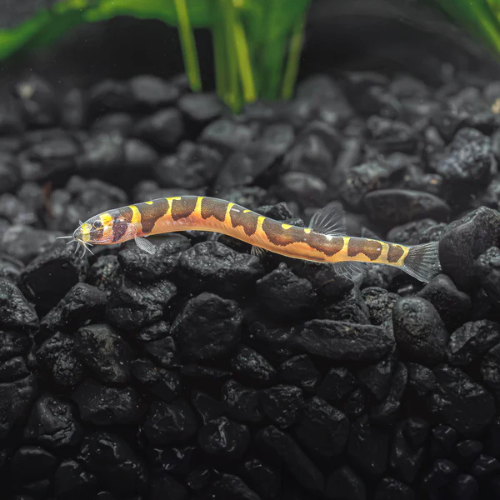 Giant Coolie Loach