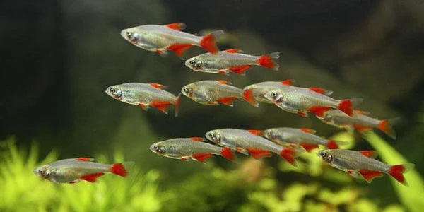 Glass Blood Fin Tetra