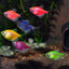 Glow Tetra