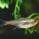 Glow Light Tetra - 2.3cm