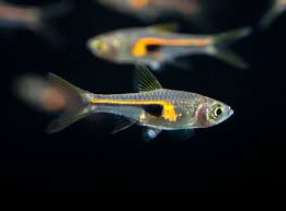 Glowlight Rasbora (Hengeli)