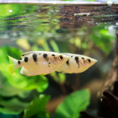 Gold Archer Fish - 7.5cm