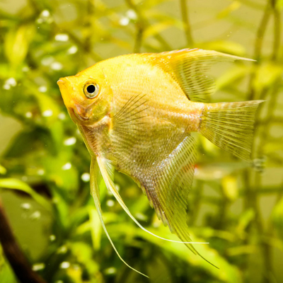 Golden Angelfish - L