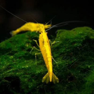 Golden Back Line Shrimp