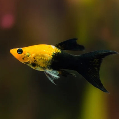 Golden Black Molly Lyretail - L