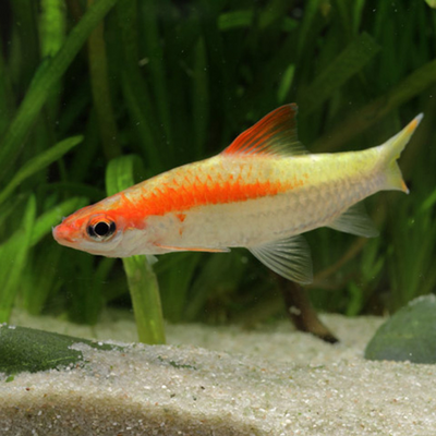 Golden Denison's Barb - 5cm